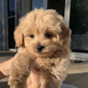 Meet your Posher, Jasmine